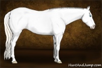 Horse Color:Perlino Appaloosa