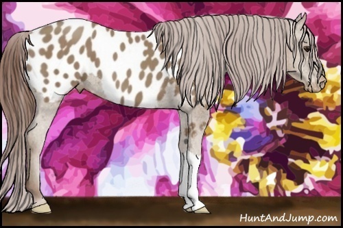 Horse Color:Classic Champagne Appaloosa 