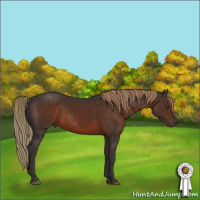 Horse Color:Liver Chestnut Rabicano