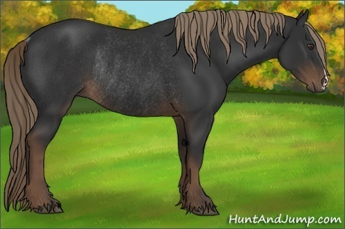 Horse Color:Liver Chestnut Rabicano 