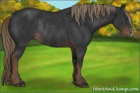 Horse Color:Liver Chestnut Rabicano