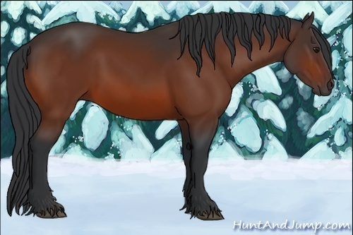 Horse Color:Bay Rabicano 