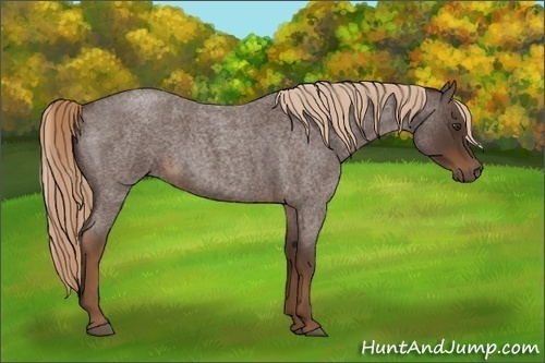 Horse Color:Liver Red Roan Rabicano