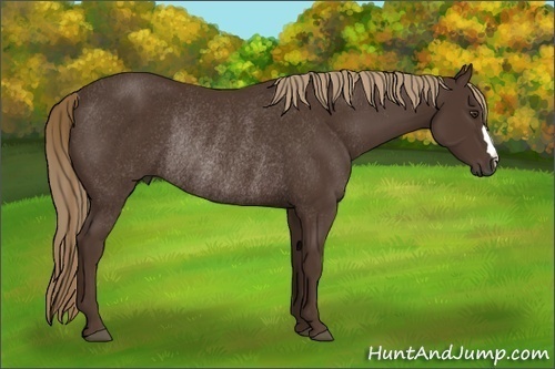 Horse Color:Liver Chestnut Rabicano 