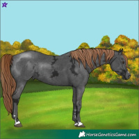 Horse Color:Liver Chestnut Ice Rabicano