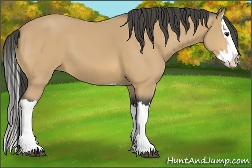 Horse Color:Buckskin Splash 