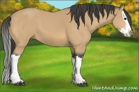 Horse Color:Buckskin Splash 