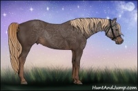 Horse Color:Liver Chestnut Rabicano