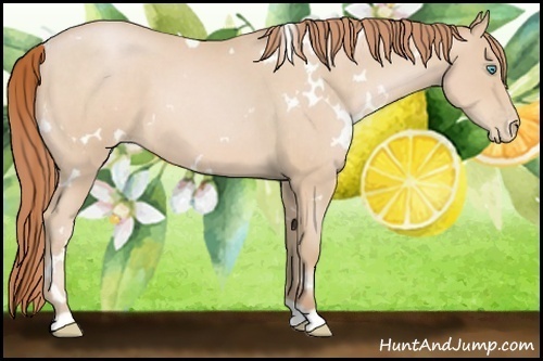 Horse Color:White Spotted Buckskin Roan Pearl 