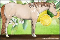 Horse Color:White Spotted Buckskin Roan Pearl