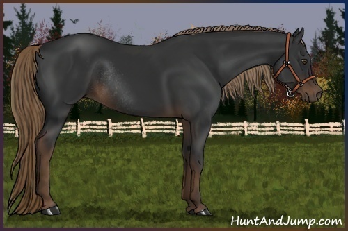 Horse Color:Liver Chestnut Rabicano 