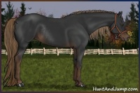 Horse Color:Liver Chestnut Rabicano