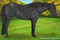 Horse Color:Black  Brindle