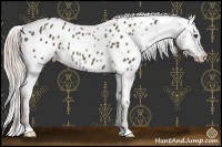 Horse Color:Chocolate Palomino Appaloosa