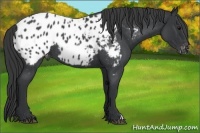Horse Color:Blue Roan Appaloosa