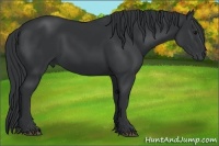 Horse Color:Black and Black