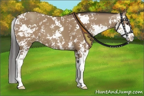 Horse Color:Classic Champagne Sabino 