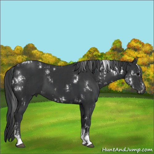 Horse Color:White Spotted Black Tobiano  and White Spotted Black Tobiano 