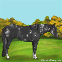 Horse Color:White Spotted Black Tobiano  and White Spotted Black Tobiano 