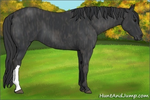 Horse Color:Black  Brindle