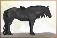 Horse Color:Black  Brindle