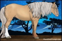 Horse Color:Silver Amber Champagne
