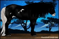 Horse Color:Palomino Ice Appaloosa 