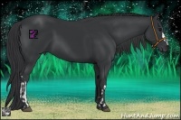 Horse Color:Black  and Black 