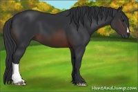 Horse Color:Brown 