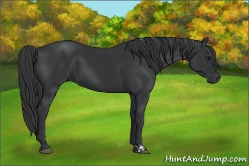 Horse Color:Black  and Black 