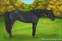 Horse Color:Black  and Black 