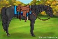 Horse Color:Black and Black