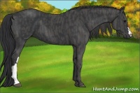 Horse Color:Black  Brindle