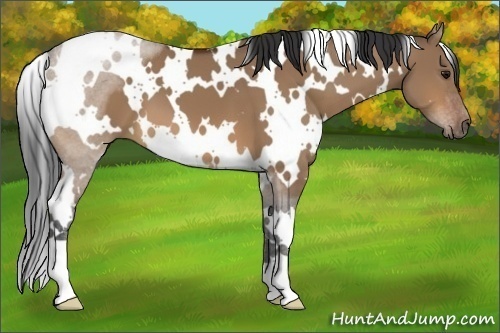 Horse Color:White Spotted Bay Dun 