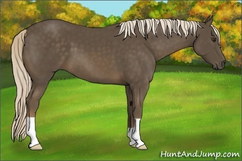 Horse Color:Chocolate Palomino