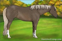 Horse Color:Chocolate Palomino 