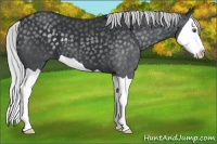 Horse Color:Silver Black Chinchilla Splash