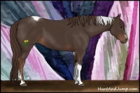 Horse Color:Liver Chestnut Sabino Tobiano