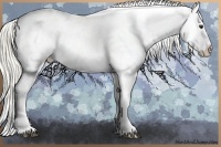 Horse Color:Chestnut Appaloosa 