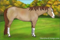 Horse Color:Red Dun Splash Rabicano