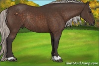 Horse Color:Silver Bay Rabicano