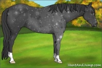 Horse Color:Smoky Black Frame 