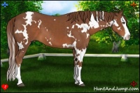 Horse Color:White Spotted Chestnut Splash 
