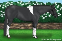 Horse Color:Black Tobiano 