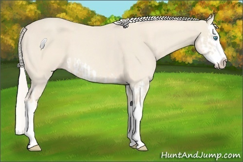 Horse Color:Cremello Splash  and Cremello Splash 