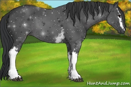 Horse Color:White Spotted Black 