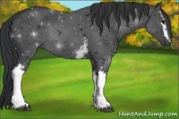 Horse Color:White Spotted Black