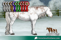 Horse Color:White Spotted Silver Black Sabino 