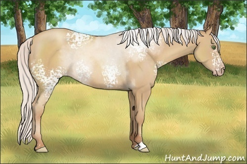 Horse Color:White Spotted Silver Classic Champagne Sabino 