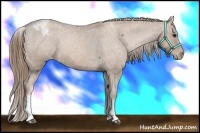 Horse Color:White Spotted Black Pearl Sabino Snowcap Rabicano 